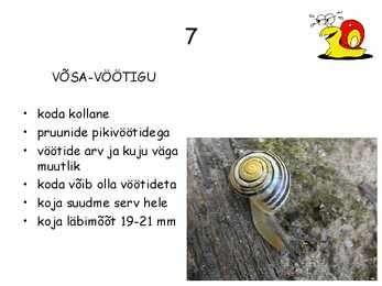 Teod #9