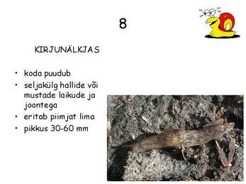 Teod #10