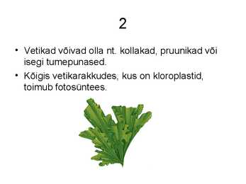 VETIKAD #3