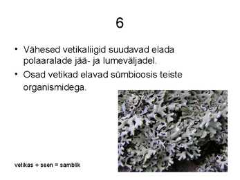 VETIKAD #7