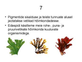 VETIKAD #8