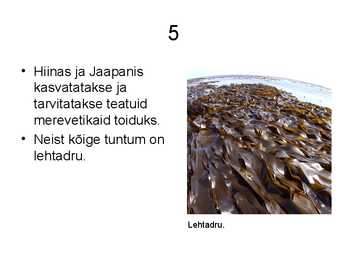 Vetikate tähtsus #6