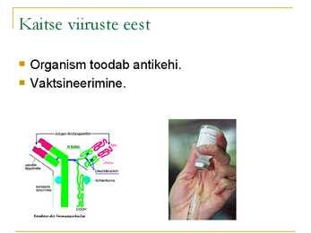 VIIRUSED #13