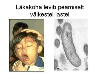 Bakterid #16
