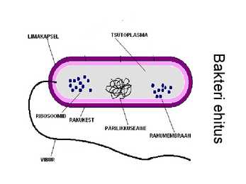 Bakterid #5
