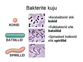 Bakterid #6
