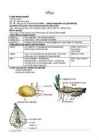 Taime osad #2
