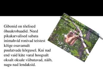 PowerPoint esitlus gibonite kohta #11