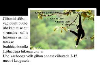 PowerPoint esitlus gibonite kohta #12