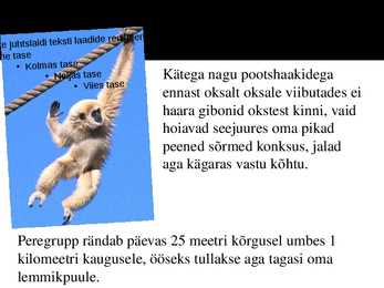 PowerPoint esitlus gibonite kohta #13