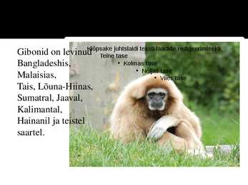 PowerPoint esitlus gibonite kohta #3