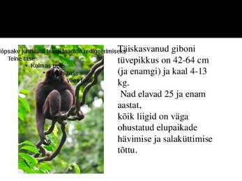PowerPoint esitlus gibonite kohta #4