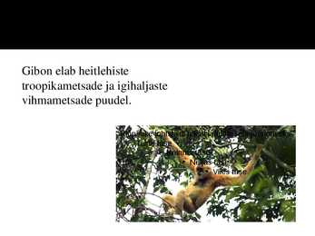 PowerPoint esitlus gibonite kohta #5