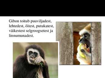 PowerPoint esitlus gibonite kohta #6