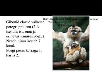 PowerPoint esitlus gibonite kohta #7