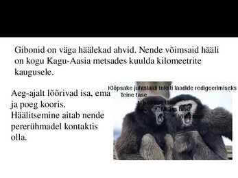 PowerPoint esitlus gibonite kohta #8