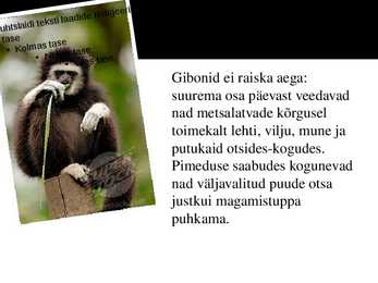 PowerPoint esitlus gibonite kohta #9
