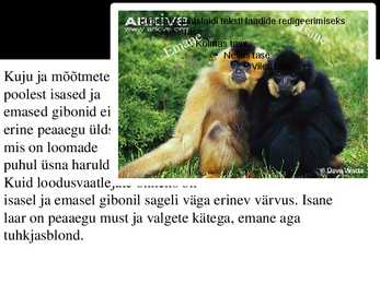 PowerPoint esitlus gibonite kohta #10