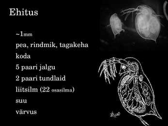 Vesikirp #2