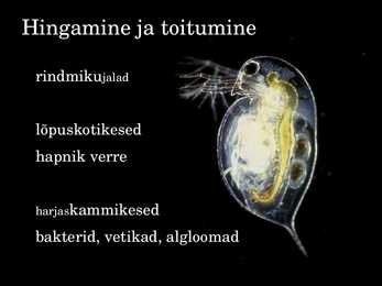 Vesikirp #4
