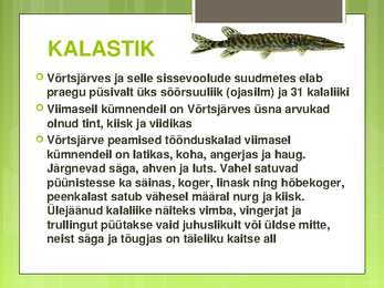 VÕRTSJÄRVE LOOMASTIK #8