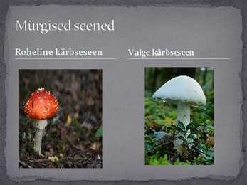 Seened looduses ja inimese elus #11