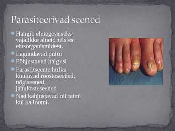 Seened looduses ja inimese elus #9