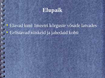 Võsapuuk #3