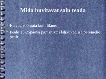 Võsapuuk #8