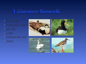 LÄÄNEMERI #4