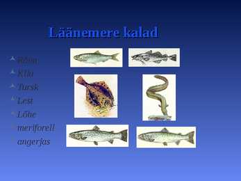 LÄÄNEMERI #5
