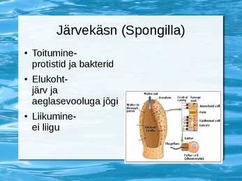 Selgrootud #3