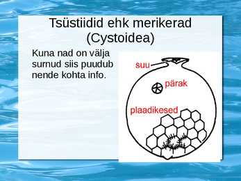 Selgrootud #7