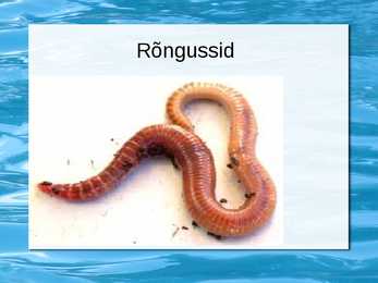 Selgrootud #10