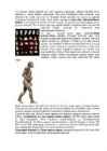 Inimese evolutsioon #6