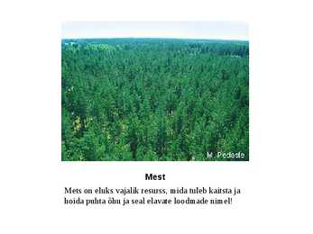Loodus #21