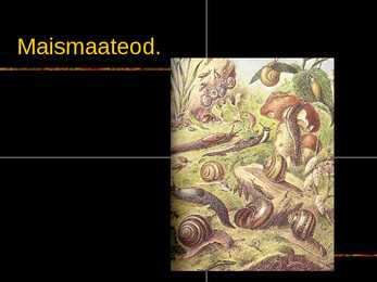 Limused #4