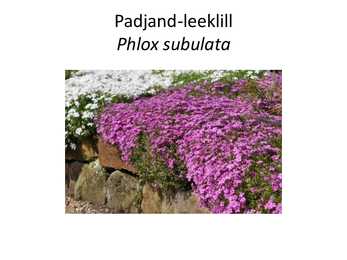 PÜSILILLED #106