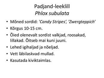 PÜSILILLED #107