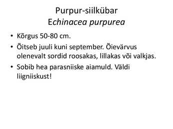 PÜSILILLED #113