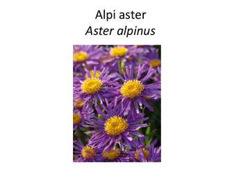 PÜSILILLED #14