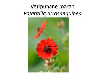 PÜSILILLED #148