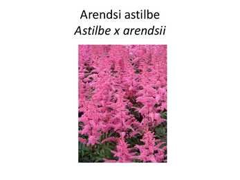 PÜSILILLED #16