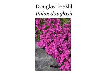 PÜSILILLED #24