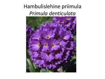 PÜSILILLED #30