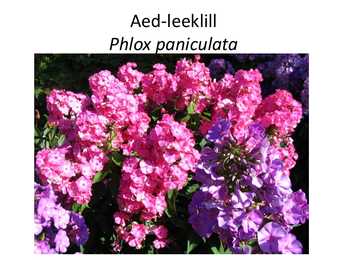PÜSILILLED #4
