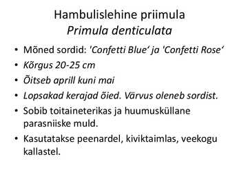 PÜSILILLED #31