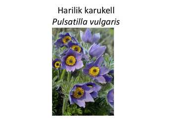 PÜSILILLED #32