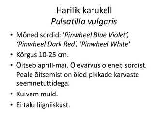 PÜSILILLED #33