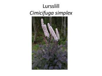 PÜSILILLED #44